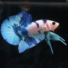 画像7: HMPK　ホワイトブルーマーブル (7)