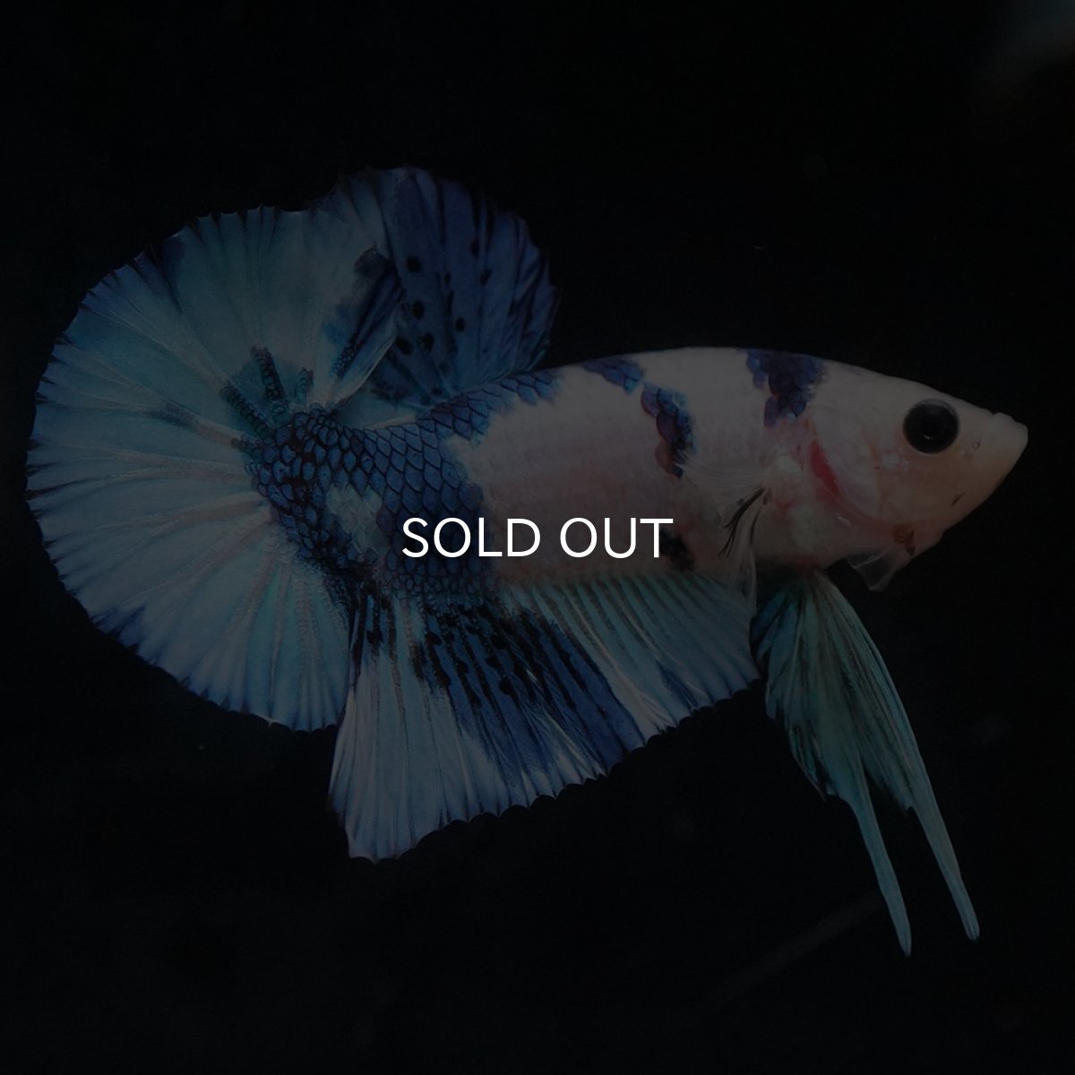 画像2: HMPK　ホワイトブルーマーブル (2)