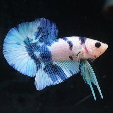 画像2: HMPK　ホワイトブルーマーブル (2)