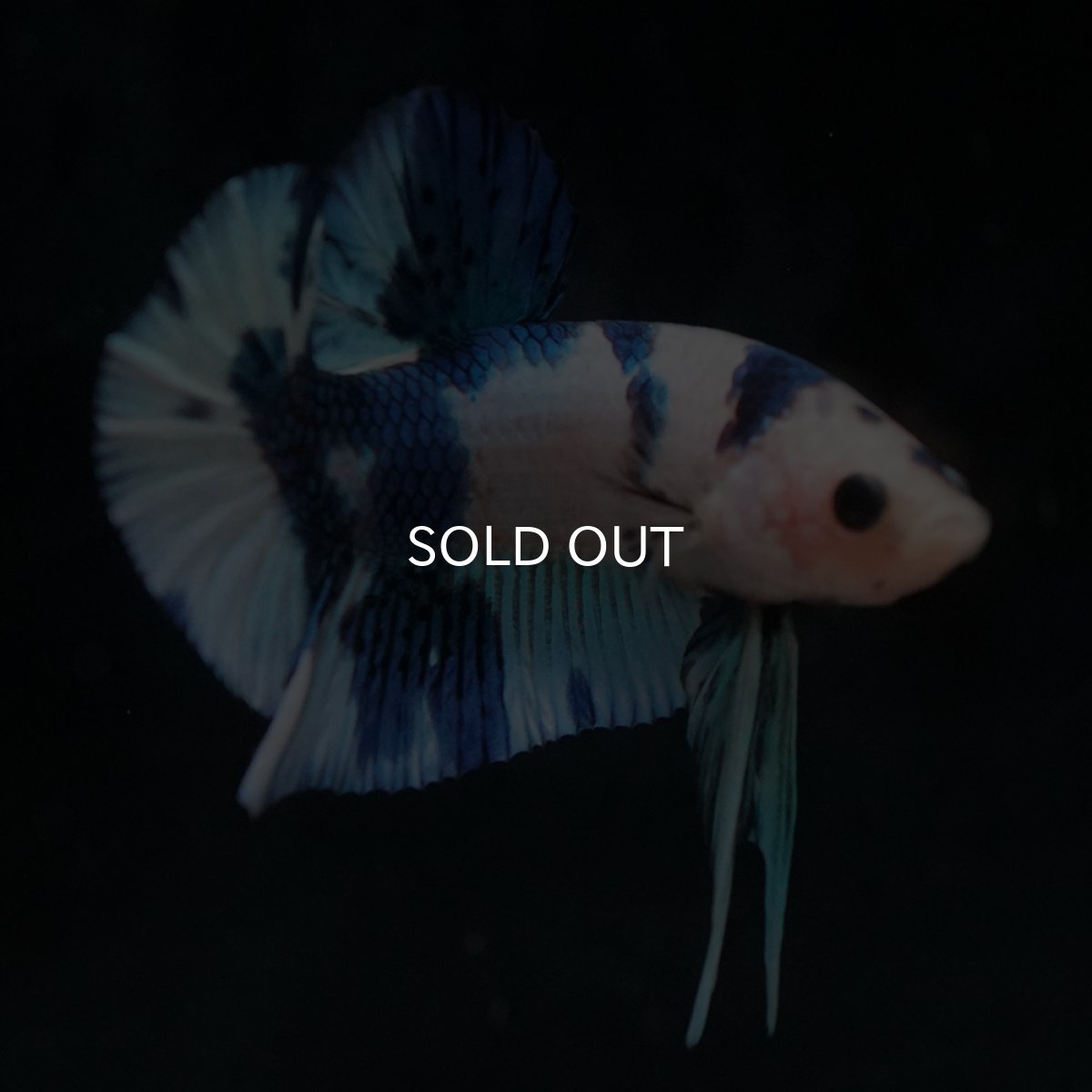 画像8: HMPK　ホワイトブルーマーブル (8)