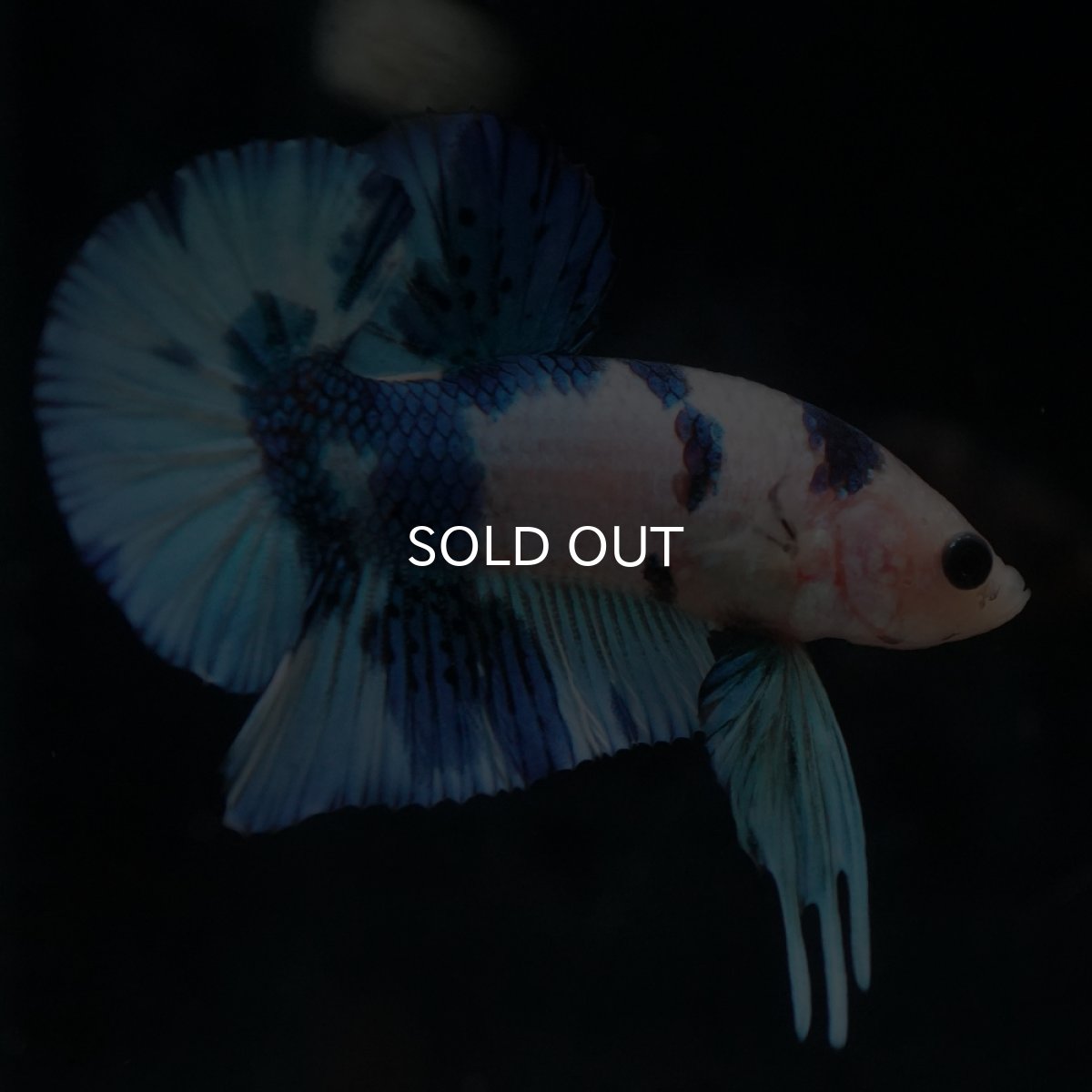 画像9: HMPK　ホワイトブルーマーブル (9)