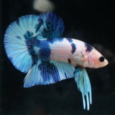 画像9: HMPK　ホワイトブルーマーブル (9)