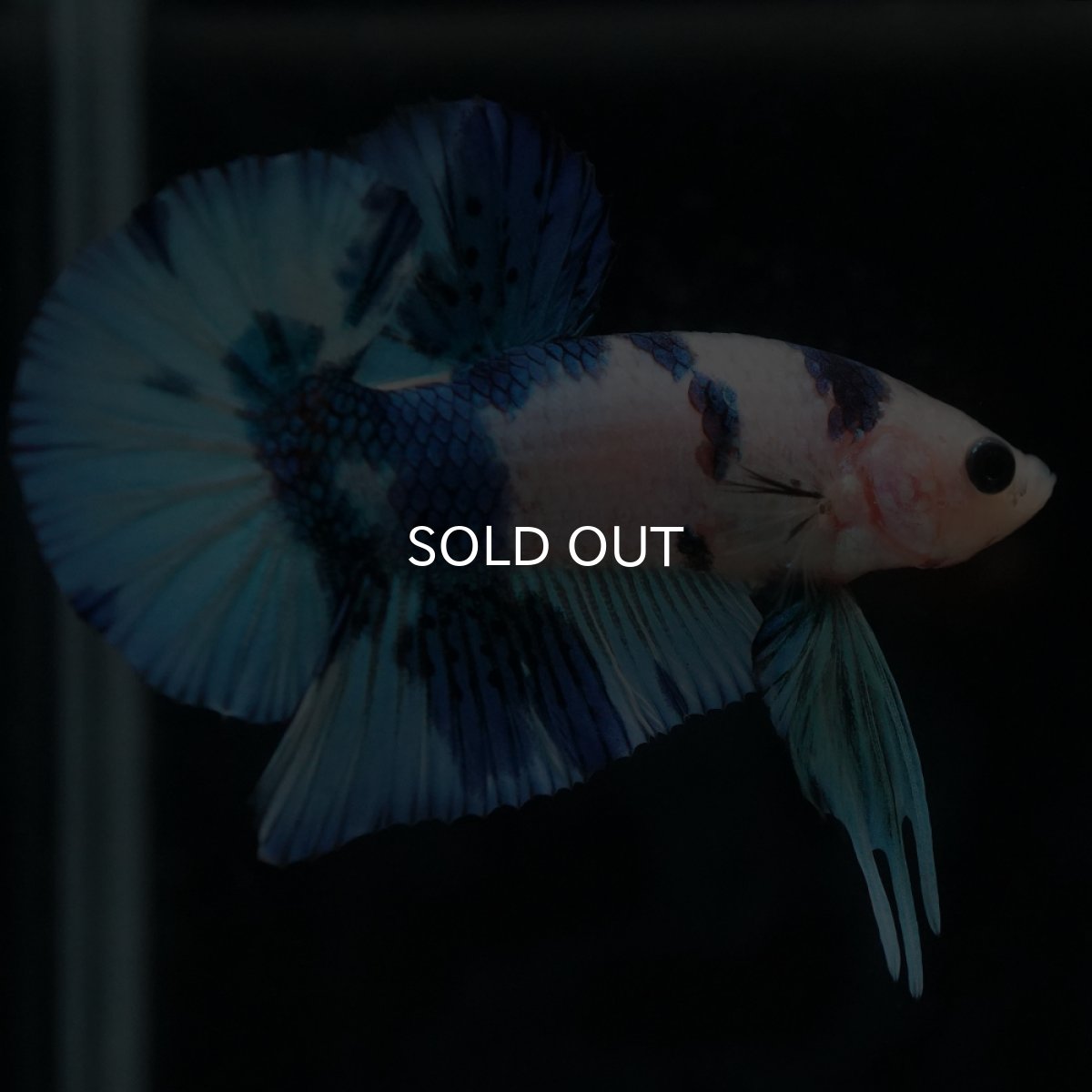 画像10: HMPK　ホワイトブルーマーブル (10)