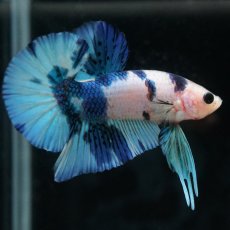 画像10: HMPK　ホワイトブルーマーブル (10)