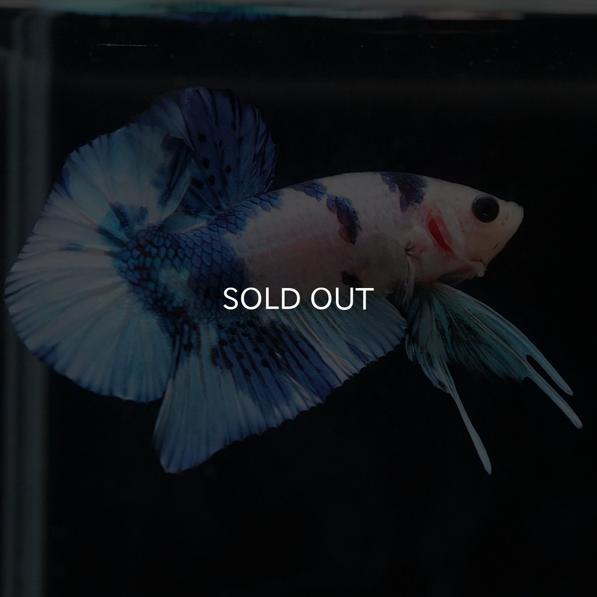 画像11: HMPK　ホワイトブルーマーブル (11)