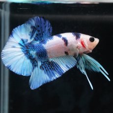 画像11: HMPK　ホワイトブルーマーブル (11)