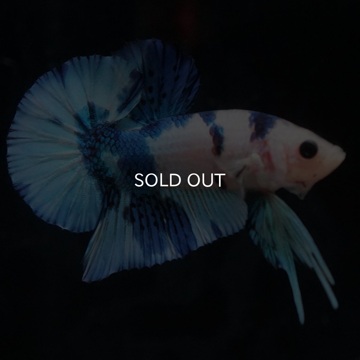 画像4: HMPK　ホワイトブルーマーブル (4)