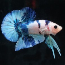 画像4: HMPK　ホワイトブルーマーブル (4)