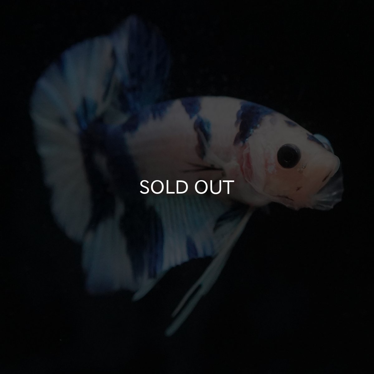 画像12: HMPK　ホワイトブルーマーブル (12)