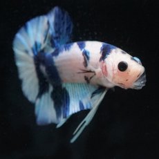 画像12: HMPK　ホワイトブルーマーブル (12)