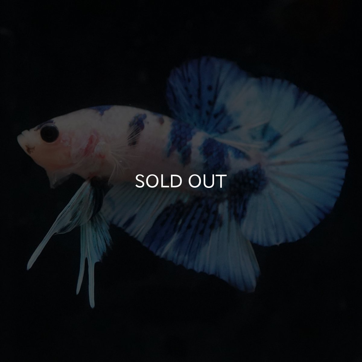 画像3: HMPK　ホワイトブルーマーブル (3)