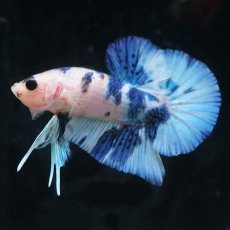 画像3: HMPK　ホワイトブルーマーブル (3)