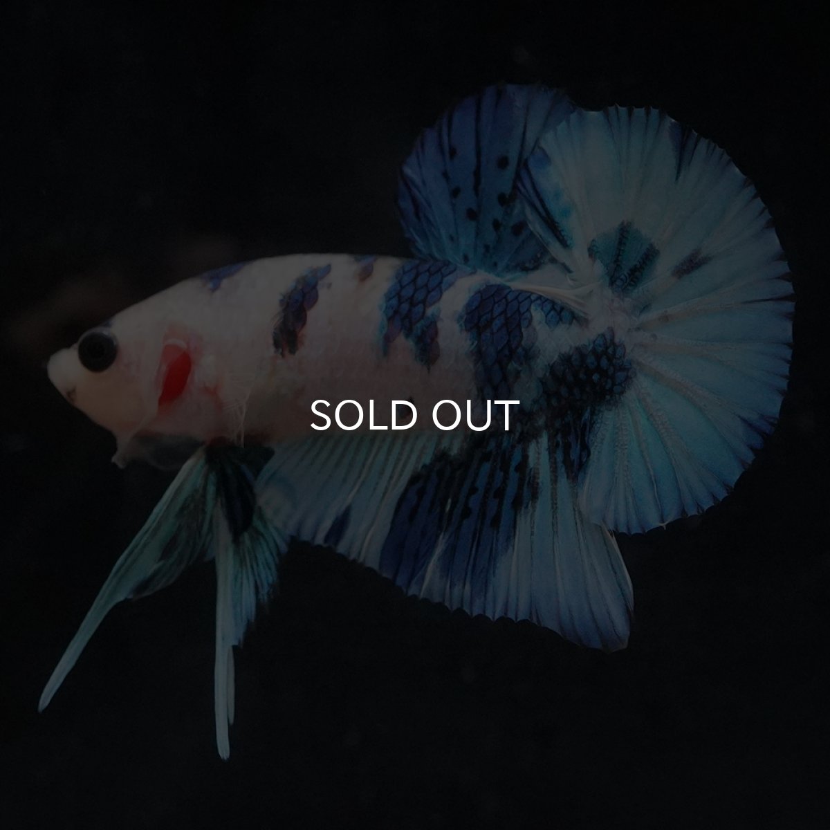 画像13: HMPK　ホワイトブルーマーブル (13)