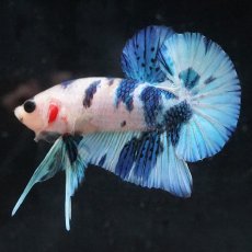 画像13: HMPK　ホワイトブルーマーブル (13)