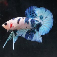 画像1: HMPK　ホワイトブルーマーブル (1)