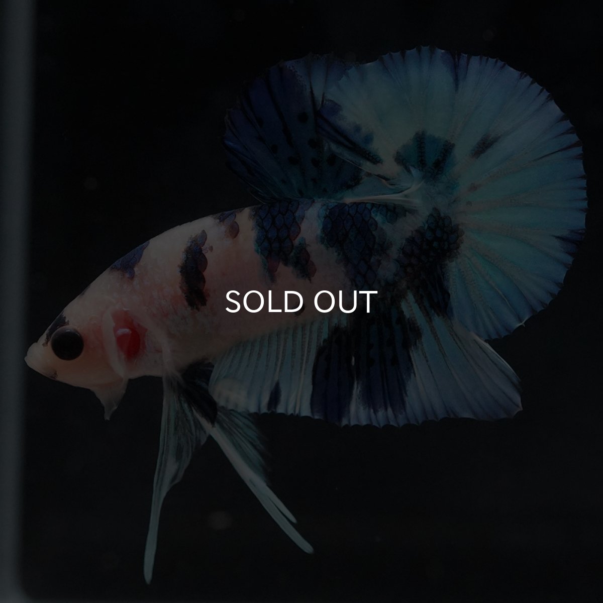 画像14: HMPK　ホワイトブルーマーブル (14)