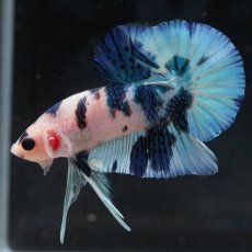 画像14: HMPK　ホワイトブルーマーブル (14)