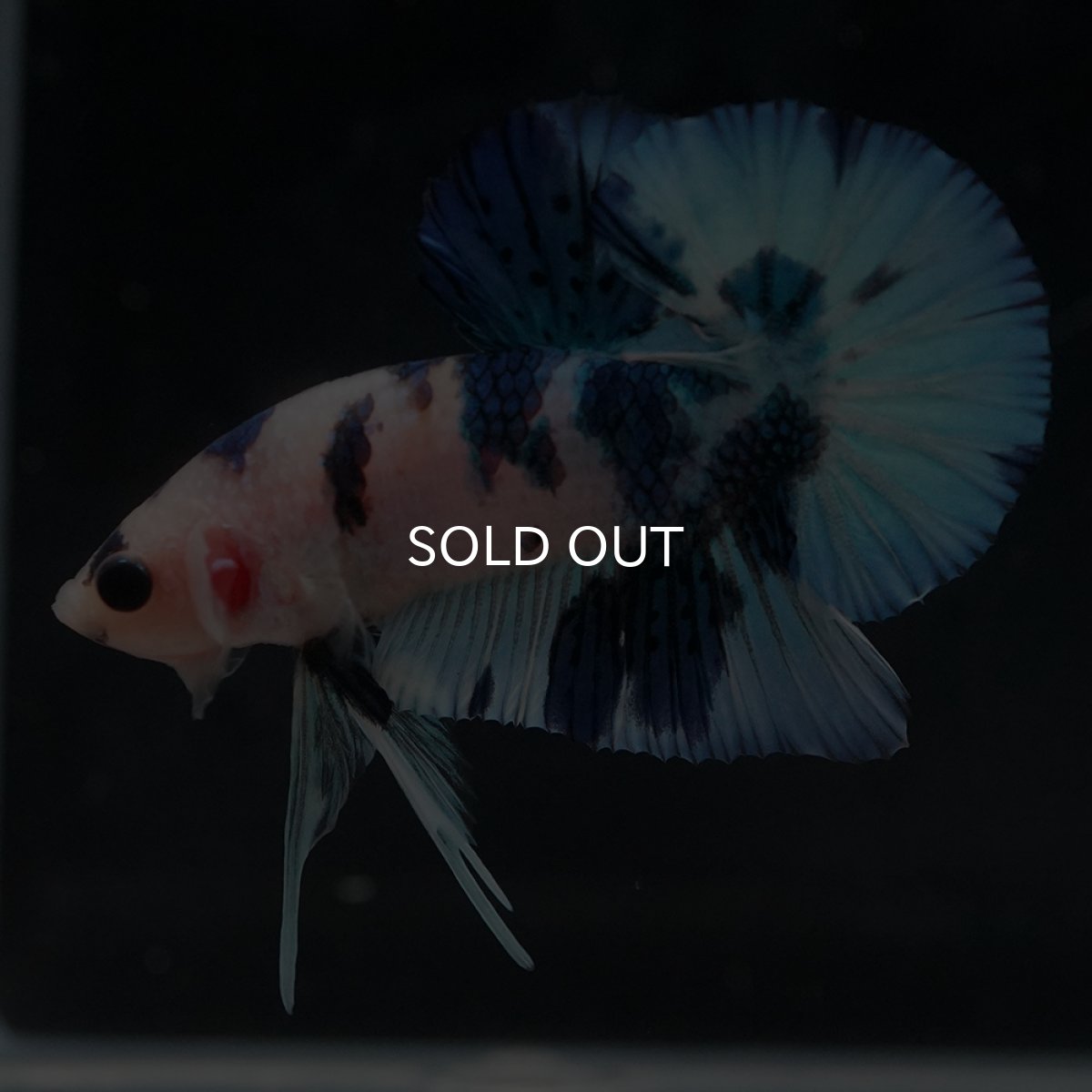 画像15: HMPK　ホワイトブルーマーブル (15)