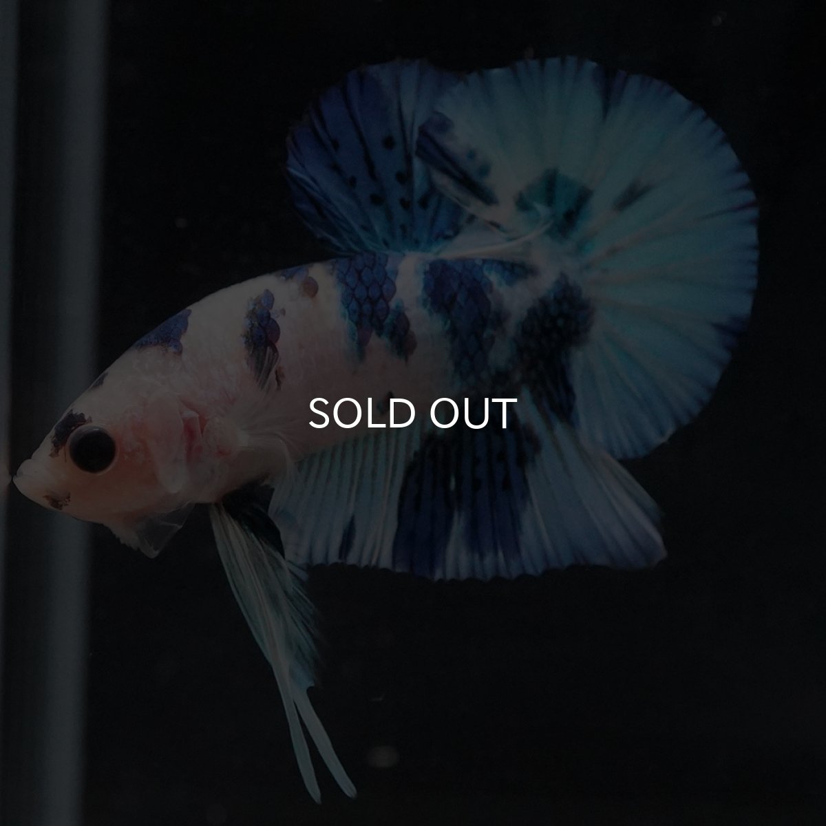 画像16: HMPK　ホワイトブルーマーブル (16)