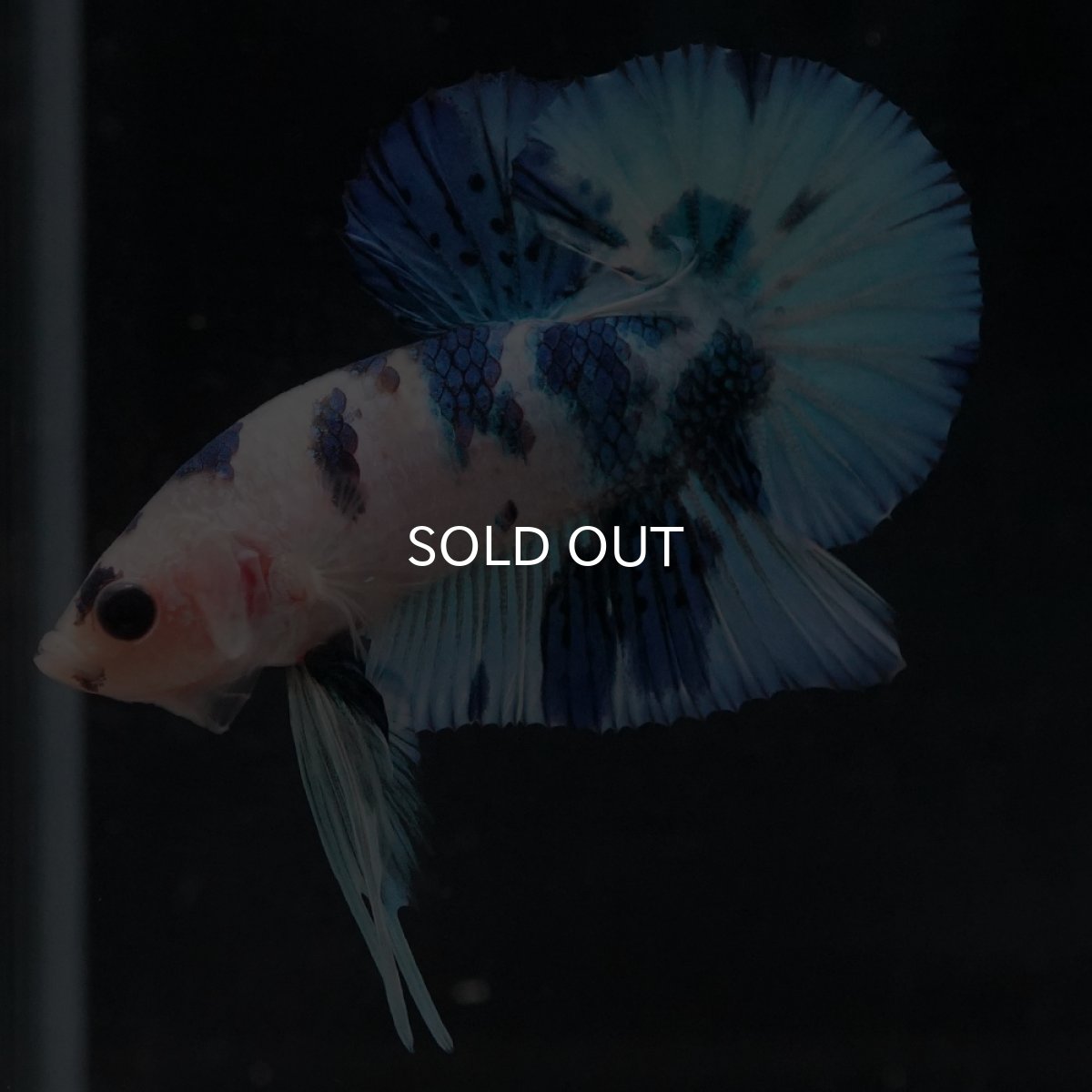 画像17: HMPK　ホワイトブルーマーブル (17)