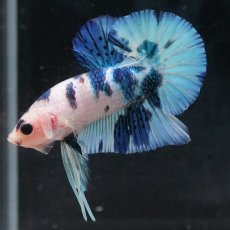 画像17: HMPK　ホワイトブルーマーブル (17)