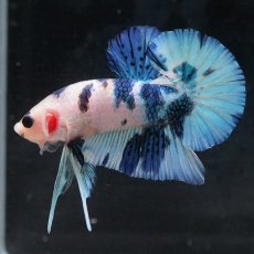 画像18: HMPK　ホワイトブルーマーブル (18)