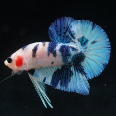 画像19: HMPK　ホワイトブルーマーブル (19)