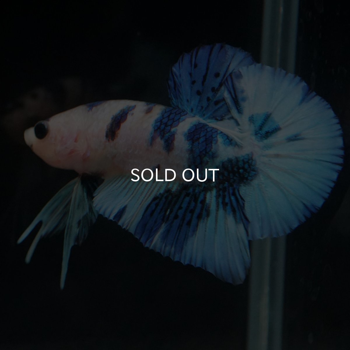 画像20: HMPK　ホワイトブルーマーブル (20)