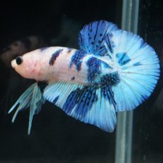 画像20: HMPK　ホワイトブルーマーブル (20)