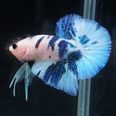 画像21: HMPK　ホワイトブルーマーブル (21)