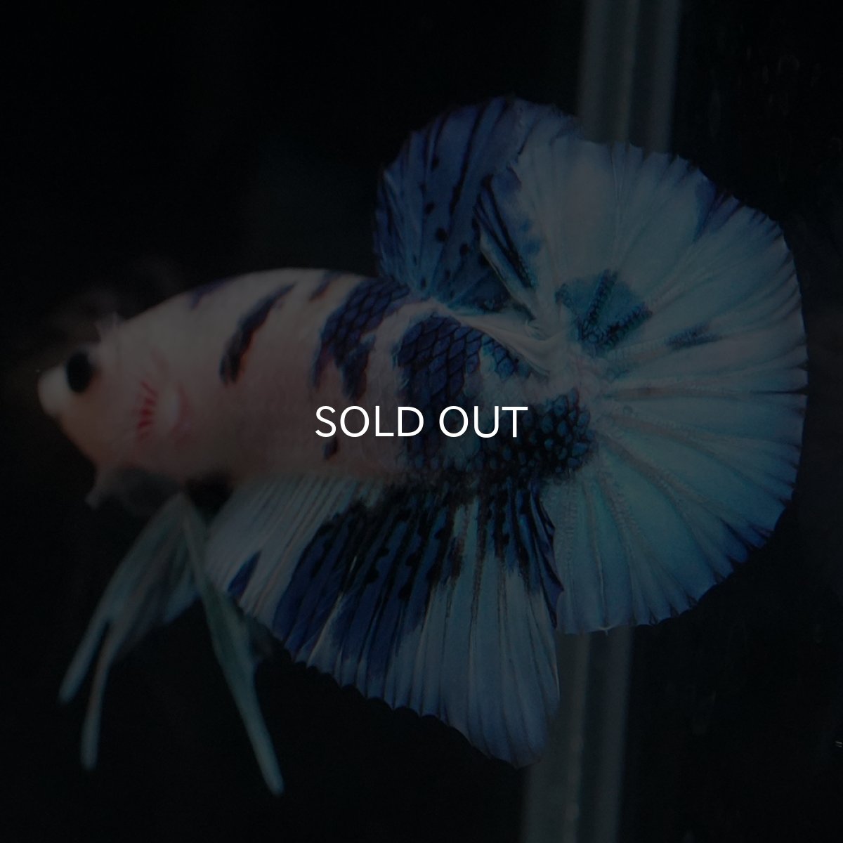 画像22: HMPK　ホワイトブルーマーブル (22)