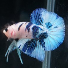 画像22: HMPK　ホワイトブルーマーブル (22)