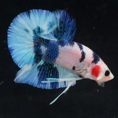 画像23: HMPK　ホワイトブルーマーブル (23)