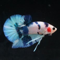 画像24: HMPK　ホワイトブルーマーブル (24)