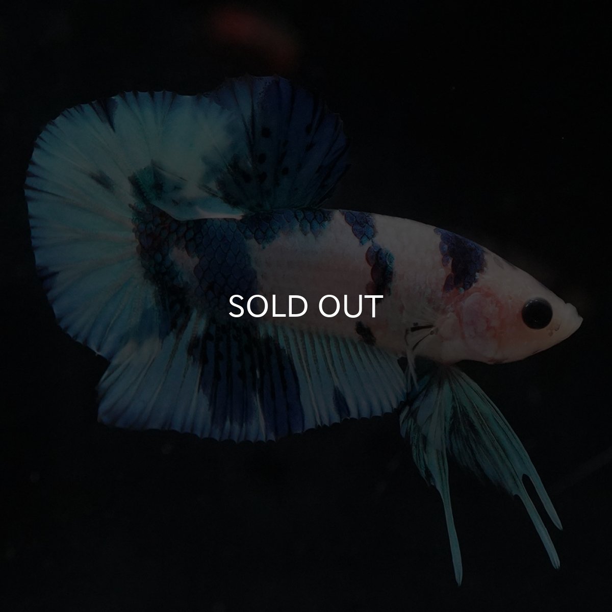 画像25: HMPK　ホワイトブルーマーブル (25)