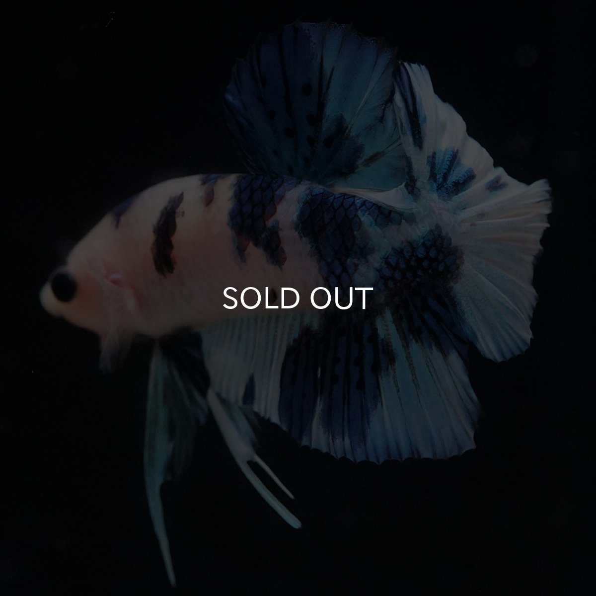 画像26: HMPK　ホワイトブルーマーブル (26)