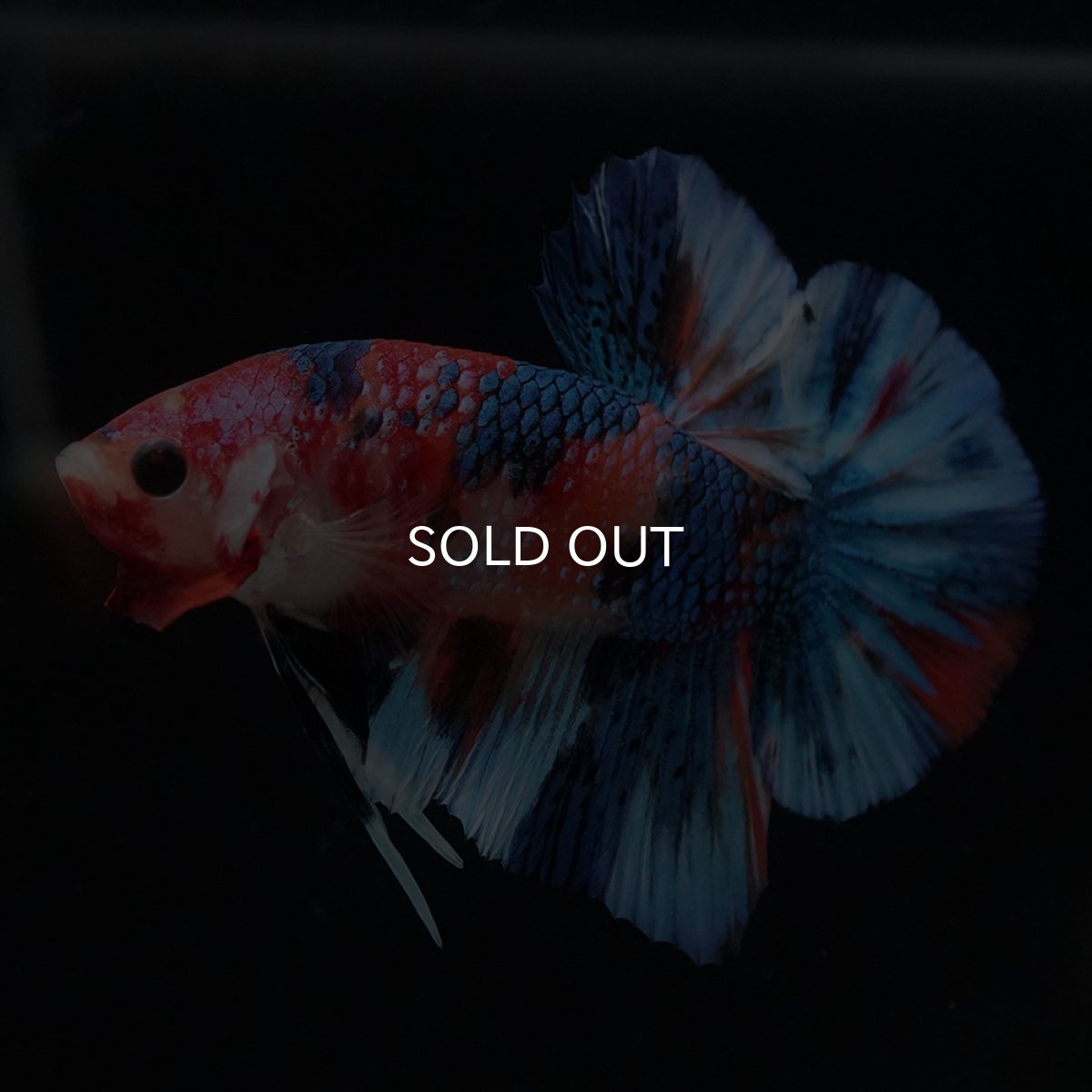 画像2: HMPK　キャンディギャラクシー (2)