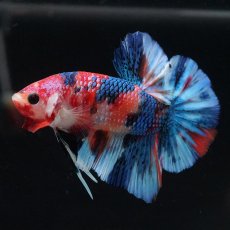 画像2: HMPK　キャンディギャラクシー (2)