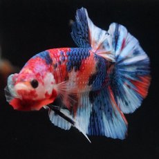 画像5: HMPK　キャンディギャラクシー (5)