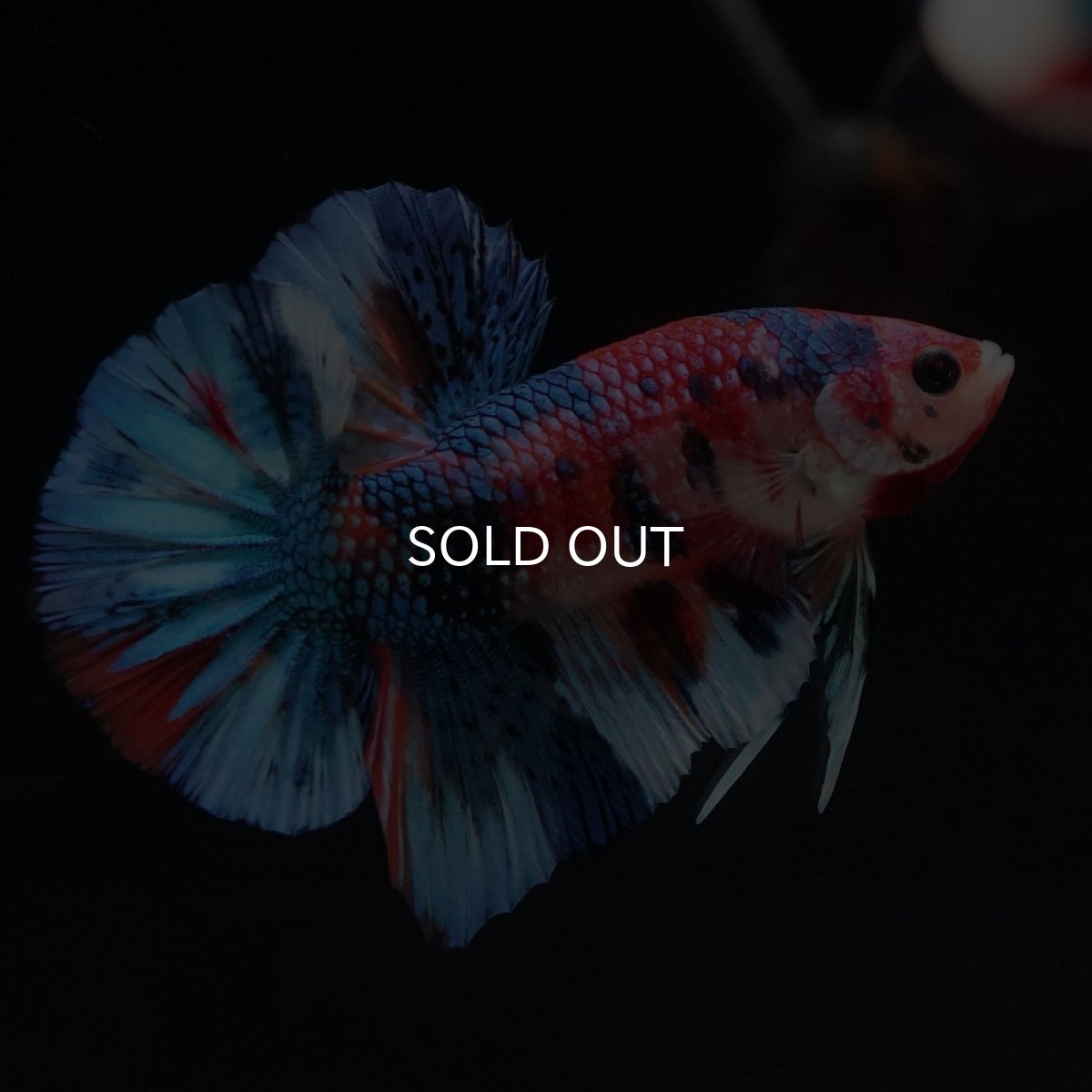 画像6: HMPK　キャンディギャラクシー (6)