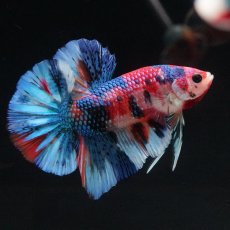 画像6: HMPK　キャンディギャラクシー (6)