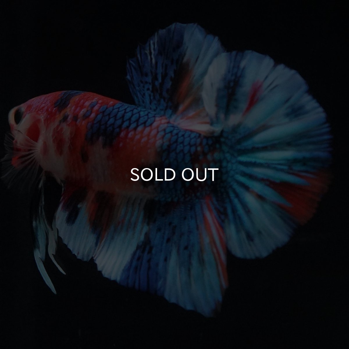 画像7: HMPK　キャンディギャラクシー (7)