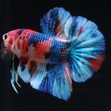 画像7: HMPK　キャンディギャラクシー (7)