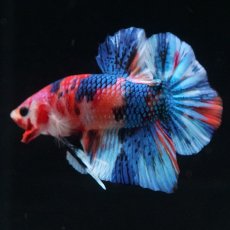 画像8: HMPK　キャンディギャラクシー (8)