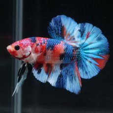 画像3: HMPK　キャンディギャラクシー (3)