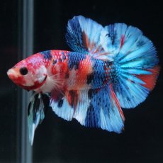 画像9: HMPK　キャンディギャラクシー (9)