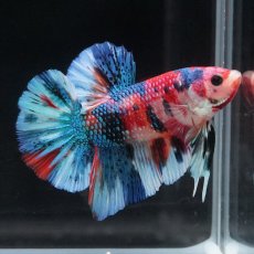 画像10: HMPK　キャンディギャラクシー (10)