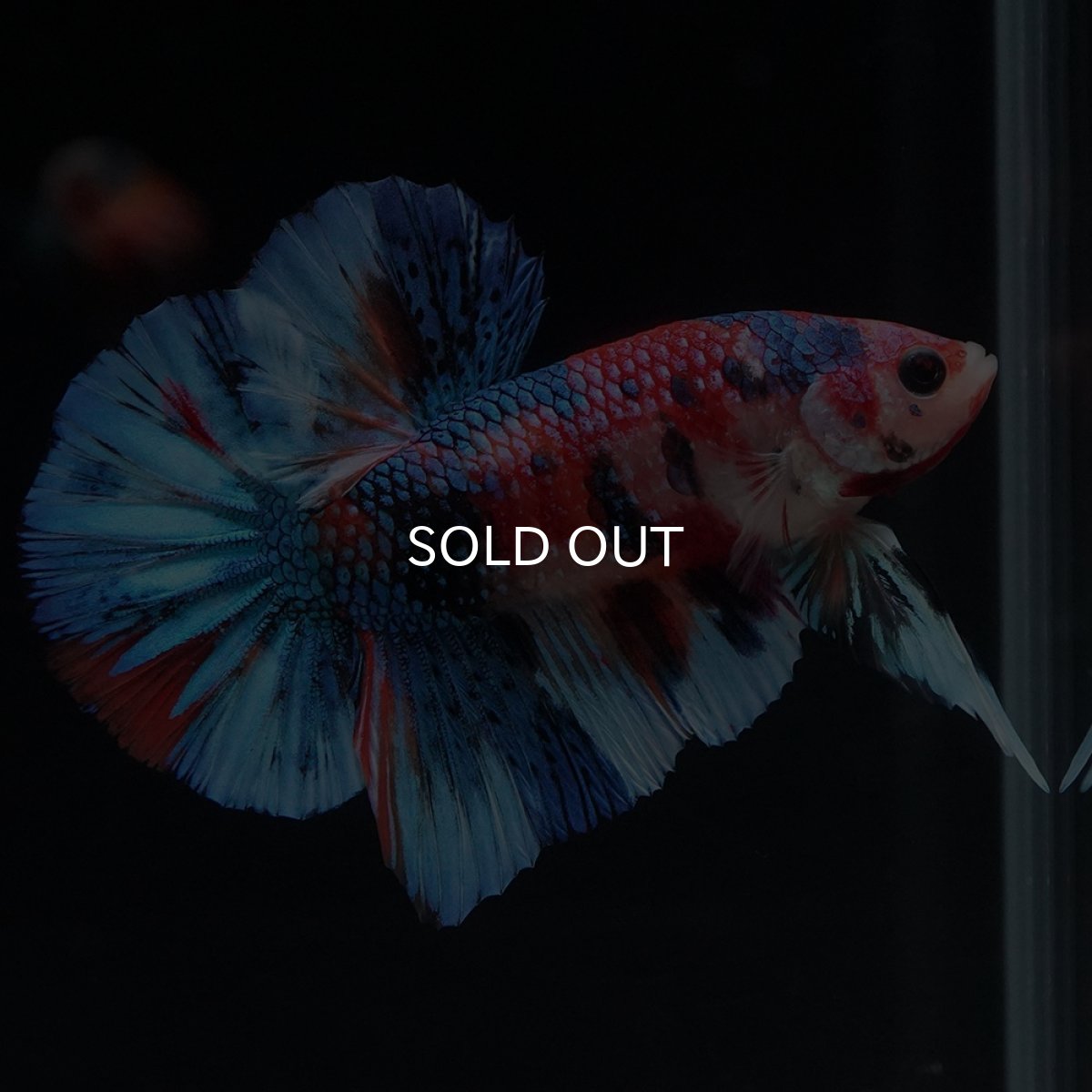 画像11: HMPK　キャンディギャラクシー (11)