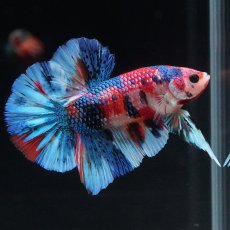 画像11: HMPK　キャンディギャラクシー (11)