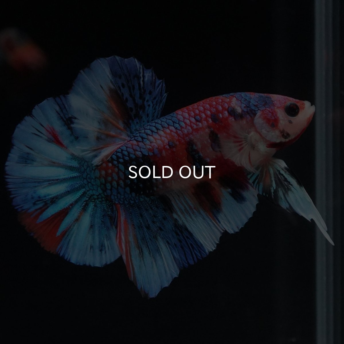 画像1: HMPK　キャンディギャラクシー (1)